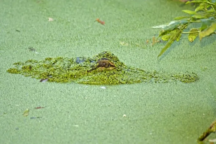 Framed Print : American Alligator - in duckweed, native to southeastern United States. Louisiana USA Framed Print : American Alligator - in duckweed, native to southeastern United States. Louisiana USA