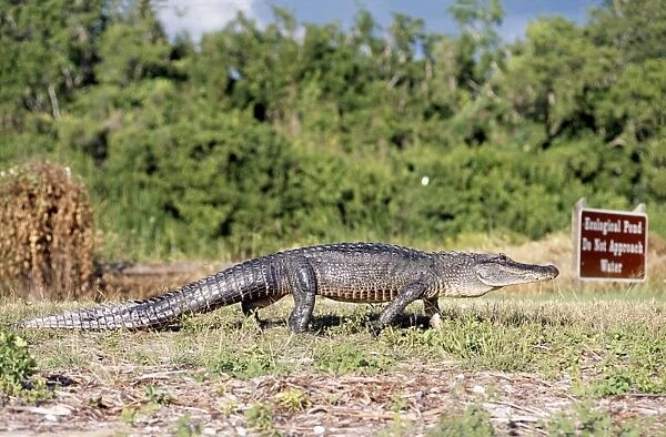 American Alligator Everglades National Park, USA