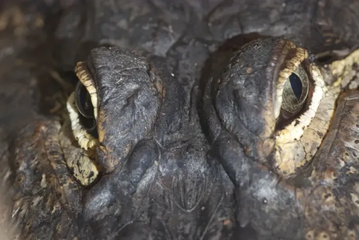 Framed Print : American Alligator - eyes - North America Framed Print : American Alligator - eyes - North America