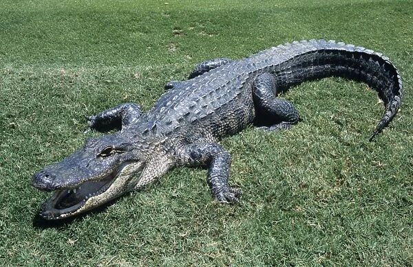 American Alligator Florida, USA