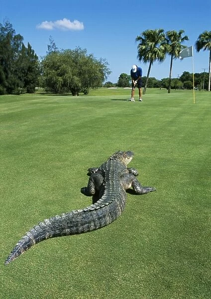 American Alligator - on golf course