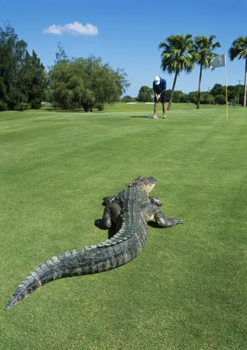 Framed Print : American Alligator - on golf course Framed Print : American Alligator - on golf course