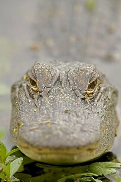 American Alligator - head appearing above water - Louisiana - USA