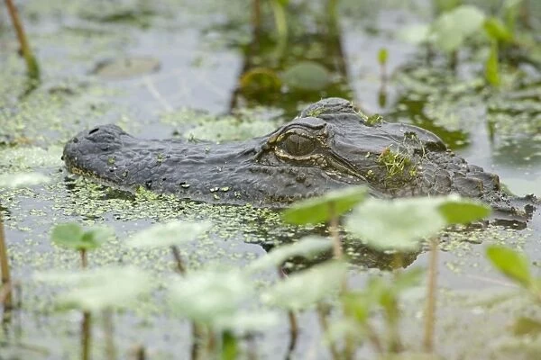 American Alligator - head appearing above water among Water Hyacinth and other aquatic plants - Louisiana - USA