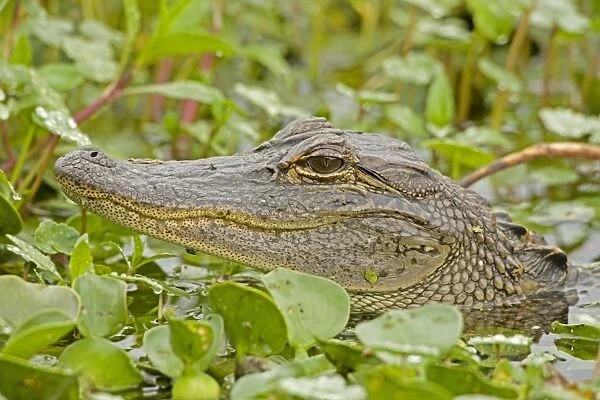 American Alligator - head appearing above water among Water Hyacinth and other aquatic plants - Louisiana - USA