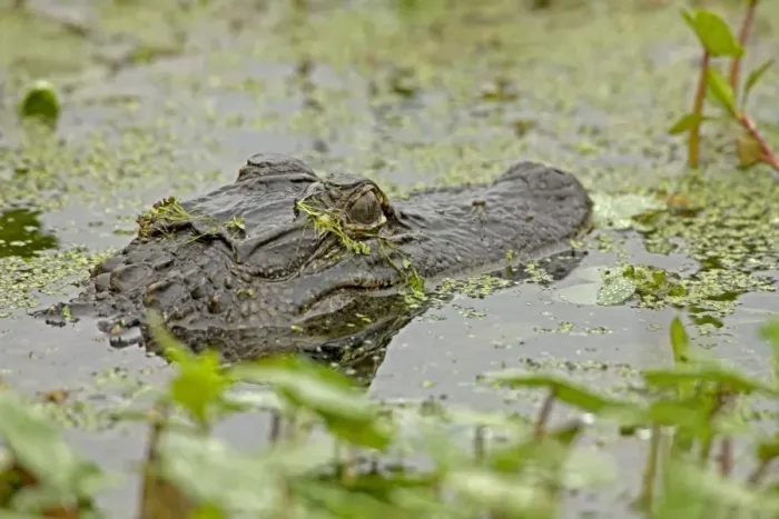 Framed Print : American Alligator - head appearing above water among Water Hyacinth and other aquatic plants - Louisiana - USA Framed Print : American Alligator - head appearing above water among Water Hyacinth and other aquatic plants - Louisiana - USA