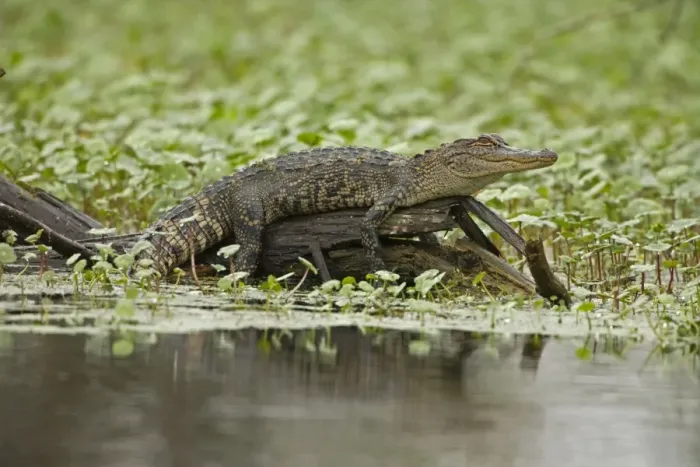 Framed Print : American Alligator - on log among Water Hyacinth and other aquatic plants - Louisiana - USA Framed Print : American Alligator - on log among Water Hyacinth and other aquatic plants - Louisiana - USA