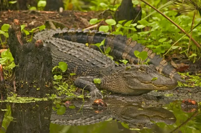 Framed Print : American Alligator - Louisiana, USA - Native to southeastern United States - Most abundant in the coastal marshes of Louisiana - Has been known to reach lengths of nearly 20 feet but such individuals are extremely rare today - No individual over 14