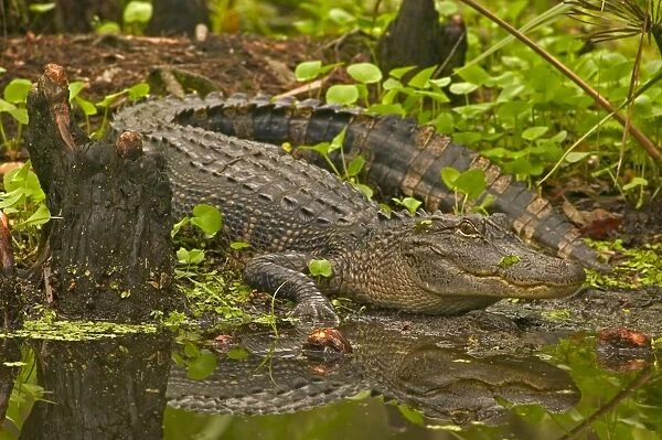 American Alligator - Louisiana, USA - Native to southeastern United States - Most abundant in the coastal marshes of Louisiana - Has been known to reach lengths of nearly 20 feet but such individuals are extremely rare today - No individual over 14