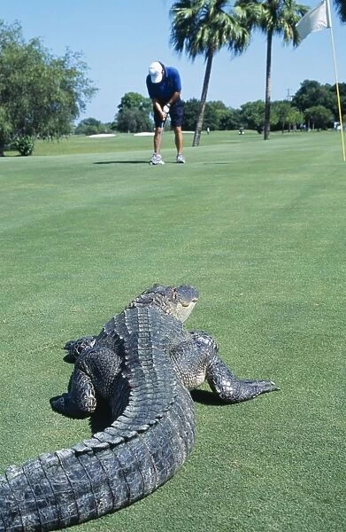 American Alligator - shows humans encroaching on habitat of Alligator. Florida