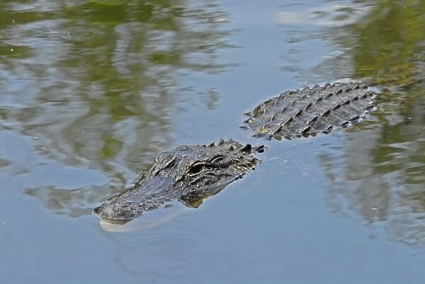 American Alligator - Submerged in water, just showing head and back. Inhabits ponds, swamps, rivers, freshwater and brackish marshes, mangroves and canals. Usually docile except when surprised or approached closely, especially near nest