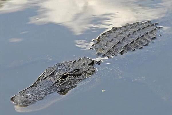 American Alligator - Submerged in water, just showing head and back. Inhabits ponds. Inhabits ponds, swamps, rivers, freshwater and brackish marshes, mangroves and canals