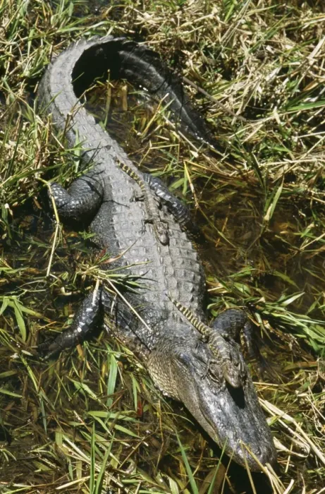 Framed Print : American Alligator TOM 438 Mother with young, Texas, USA. Alligator missisipienis © Tom & Pat Leeson / ardea. com Framed Print : American Alligator TOM 438 Mother with young, Texas, USA. Alligator missisipienis © Tom & Pat Leeson / ardea. com