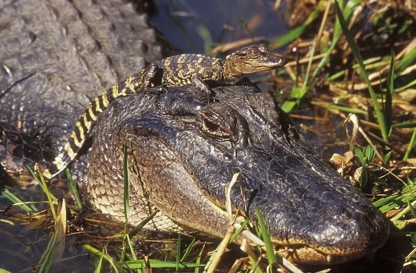 American Alligator TOM 463 Mother with young, Texas, USA. Alligator mississippiensis © Tom & Pat Leeson  /  ardea. com