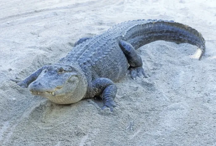 Framed Print : American Alligator USA Framed Print : American Alligator USA