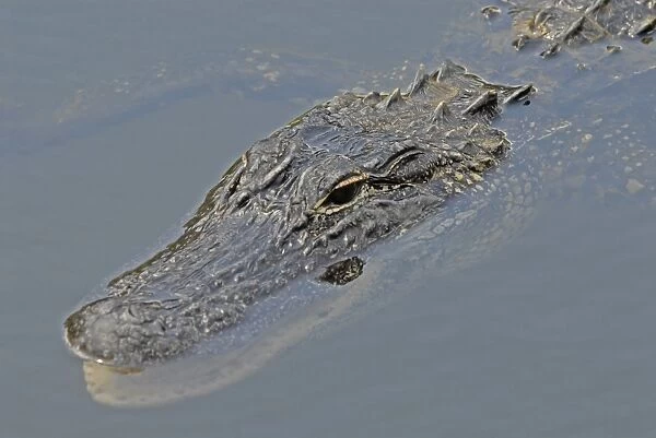 American Alligator. In water. Inhabits ponds, swamps, rivers, freshwater and brackish marshes, mangroves and canals. Usually docile except when surprised or approached closely, especially near nest. Everglades, Fort Lauderdale, Florida, USA