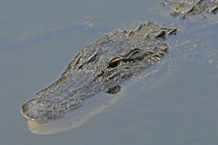 Framed Print : American Alligator. In water. Inhabits ponds, swamps, rivers, freshwater and brackish marshes, mangroves and canals. Usually docile except when surprised or approached closely, especially near nest. Everglades, Fort Lauderdale, Florida, USA