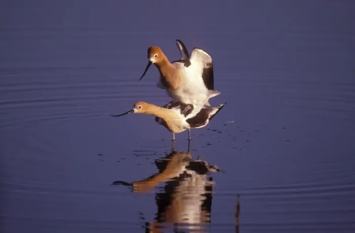 Framed Print : American Avocet Framed Print : American Avocet
