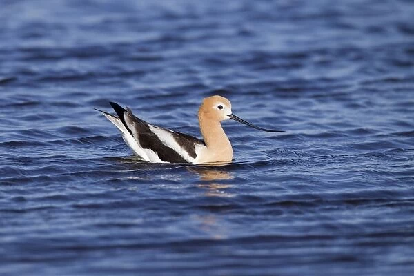 American Avocet - on the water - in breeding plumage - Wyoming - USA - July
