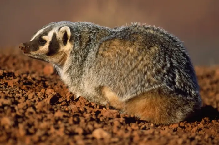 Framed Print : American Badger Arizona USA Framed Print : American Badger Arizona USA