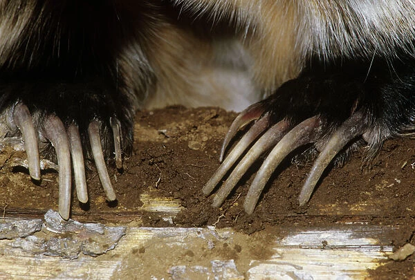 American Badger - close up of claws
