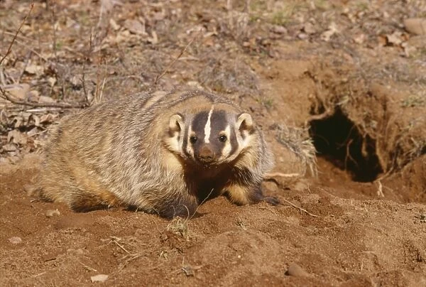 American Badger - and freshly dug burrow