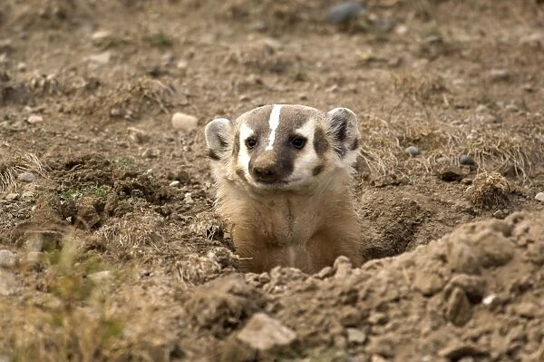 American Badger Looking out of newly dug set Montana. USA