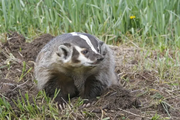 Framed Print : American Badger. Montana - USA Framed Print : American Badger. Montana - USA