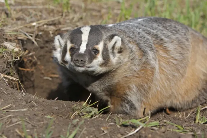 Framed Print : American Badger. Montana - USA Framed Print : American Badger. Montana - USA