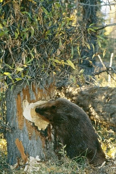 American Beaver TOM 8 Gnawing at tree Castor canadensis © Tom & Pat Leeson  /  ARDEA LONDON