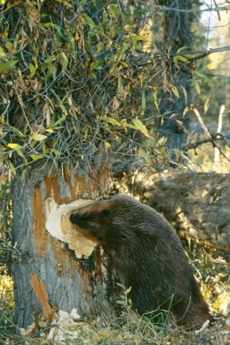 Framed Print : American Beaver TOM 8 Gnawing at tree Castor canadensis © Tom & Pat Leeson / ARDEA LONDON Framed Print : American Beaver TOM 8 Gnawing at tree Castor canadensis © Tom & Pat Leeson / ARDEA LONDON