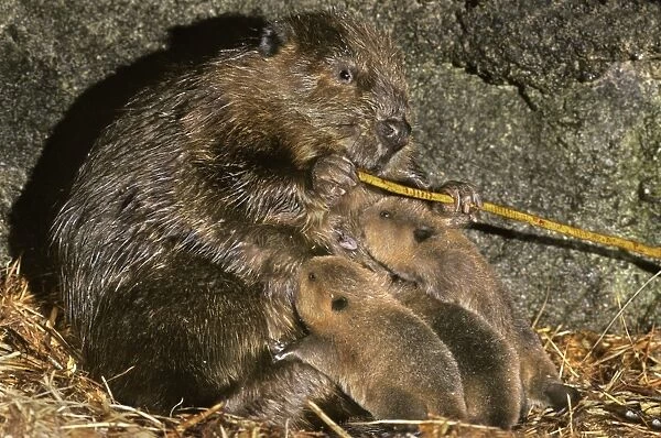 American Beavers TOM 607 Inside den - Mother feeds on the bark of a branch while the babies nurse Castor canadensis © Tom & Pat Leeson  /  ardea. com