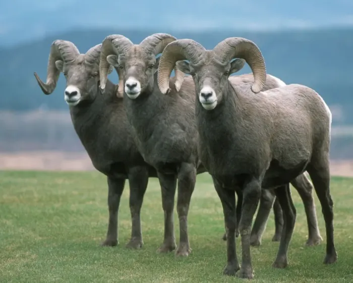 Framed Print : American bighorn sheep - Radium Hot Springs, Canada Framed Print : American bighorn sheep - Radium Hot Springs, Canada