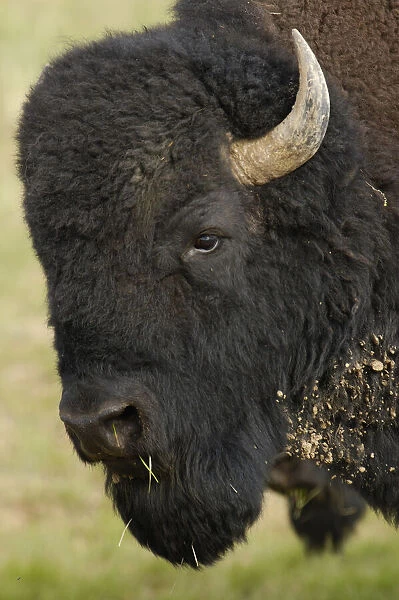 American Bison Buffalo (Bison bison)