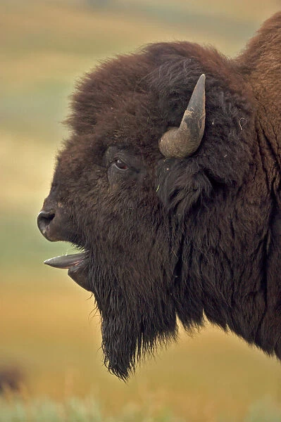 American Bison  /  Buffalo - male vocalizing (bellowing) during rut, side view