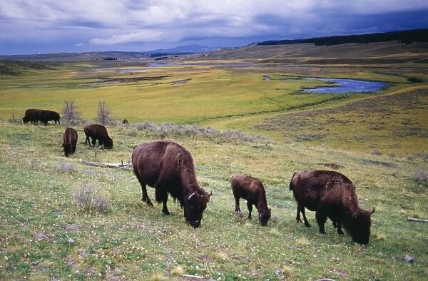 American Bison  /  Buffalo USA