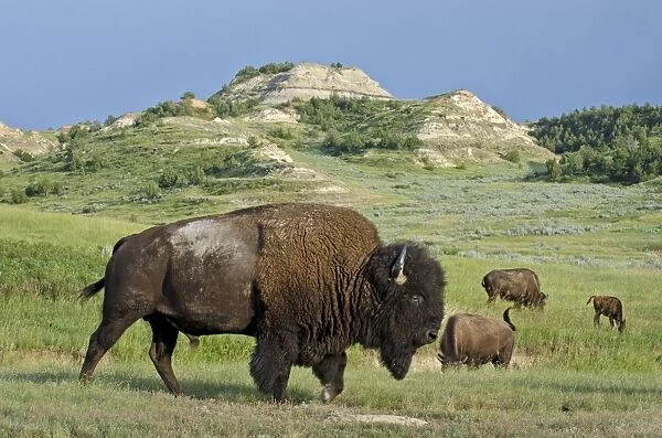 American Bison - bull - Northern Great Plains - Theodore Roosevlet National Park - North Dakota - USA _E7B2817