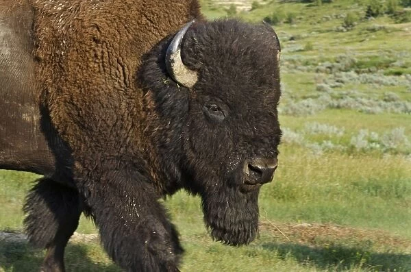 American Bison - bull - Northern Great Plains - Theodore Roosevlet National Park - North Dakota - USA _E7B2819