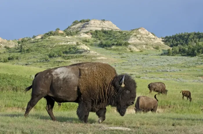 Framed Print : American Bison - bull - Northern Great Plains - Theodore Roosevlet National Park - North Dakota - USA _E7B2817 Framed Print : American Bison - bull - Northern Great Plains - Theodore Roosevlet National Park - North Dakota - USA _E7B2817