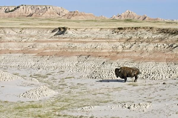 American Bison - bull roaming the Sage Creek Wilderness - Spring - Badlands National Park, South Dakota. _E7A2963
