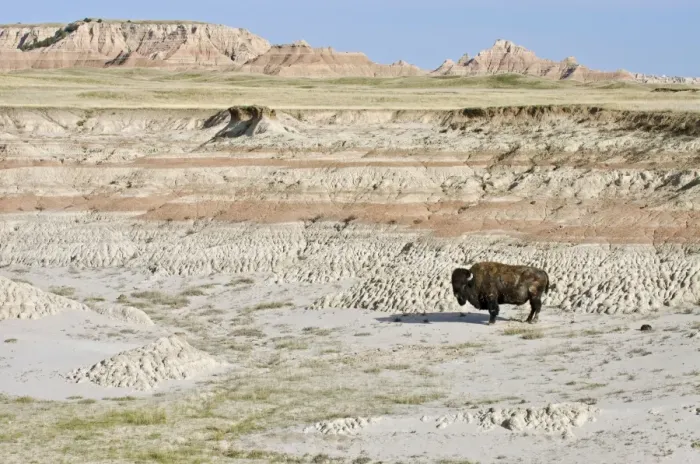 Framed Print : American Bison - bull roaming the Sage Creek Wilderness - Spring - Badlands National Park, South Dakota. _E7A2963 Framed Print : American Bison - bull roaming the Sage Creek Wilderness - Spring - Badlands National Park, South Dakota. _E7A2963