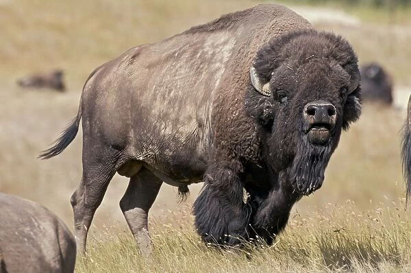 American Bison - bull showing flehmen behavior - smelling for the females pheromones during the summer bison rut - American Great Plains - Montana - USA _E3D6802