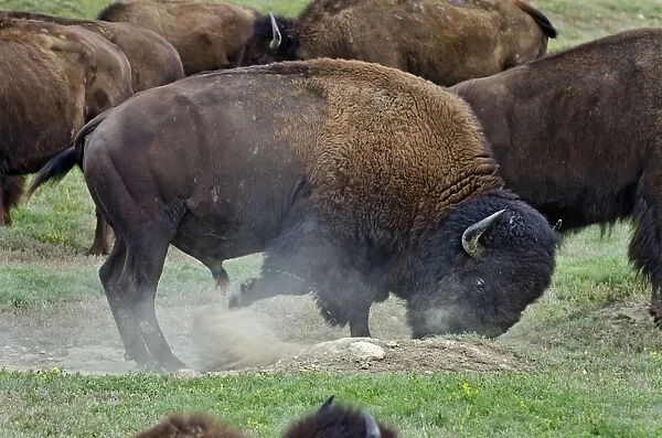 American Bison - bull urinating and wallowing during summer mating season - Theodore Roosevlet National Park - North Dakota - USA (when bulls are wallowing during the summer rut they will often urinate in the wallow as opposed to when they are using)