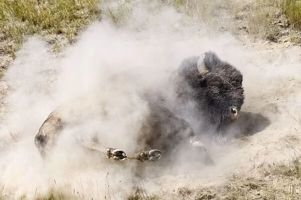 American Bison - bull wallowing during summer mating season to increase their sex appeal - Montana - USA _E3D6675