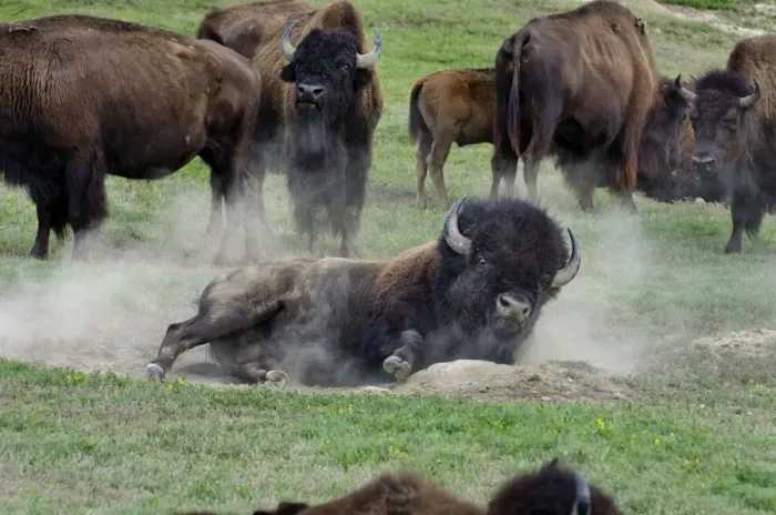 Framed Print : American Bison - bull wallowing during summer mating season - North American Great Plains - Theodore Roosevlet National Park - North Dakota - USA (while all bison use dust baths to control irritating insects (biting flies, ticks, etc)