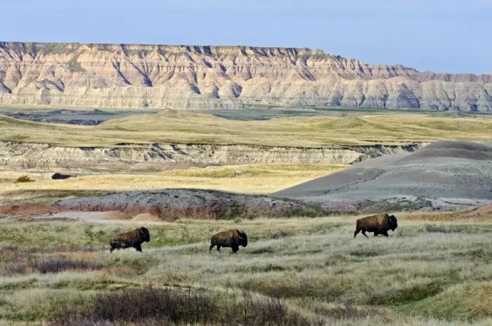 Framed Print : American Bison - bulls roaming the Sage Creek Wilderness - Spring - Badlands National Park, South Dakota. _E7A2837 Framed Print : American Bison - bulls roaming the Sage Creek Wilderness - Spring - Badlands National Park, South Dakota. _E7A2837