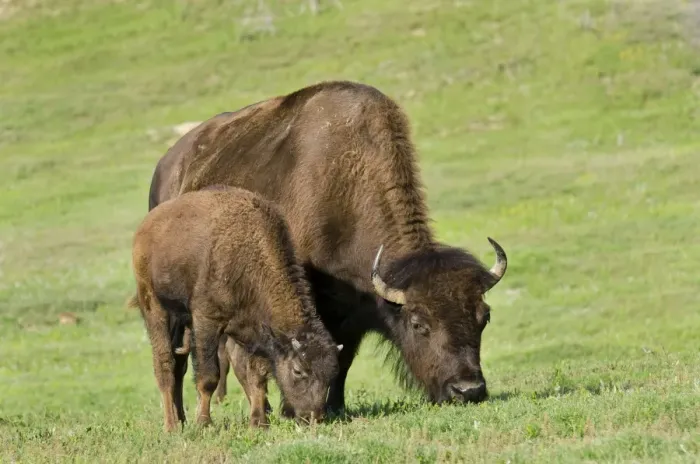 Framed Print : American Bison - cow with calf - North American Great Plains - Theodore Roosevlet National Park - North Dakota - USA _E7B2703 Framed Print : American Bison - cow with calf - North American Great Plains - Theodore Roosevlet National Park - North Dakota - USA _E7B2703