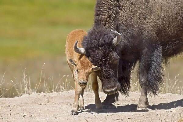 American Bison - cow with calf - Summer - Northern Great Plains - USA _E3D6710