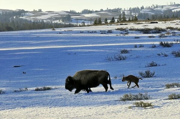 American Bison - cow with very young calf trudge across snow covered grasslands in early spring - Yellowstone National Park - Western USA _C3B0952