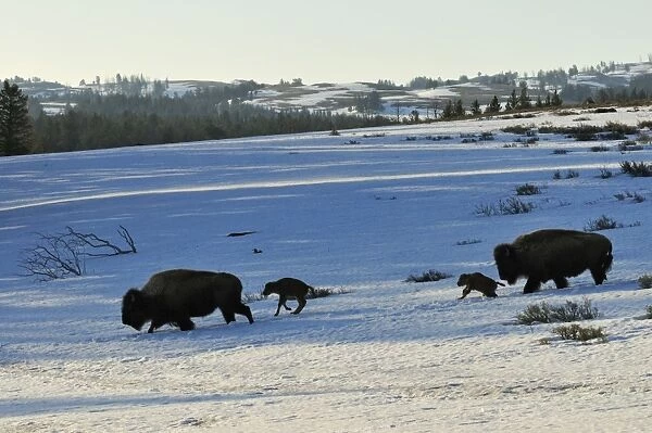 American Bison - cows with very young calves trudge across snow covered grasslands in early spring, Yellowstone National Park - Western USA _C3B0958